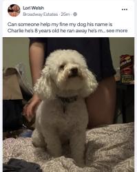 Reunited Male Dog last seen Streets of South glenn, Centennial, CO 80122