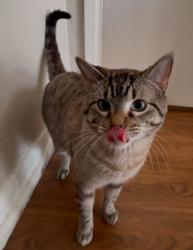 Lost Male Cat last seen Whittaker Way, Spring, TX 77373