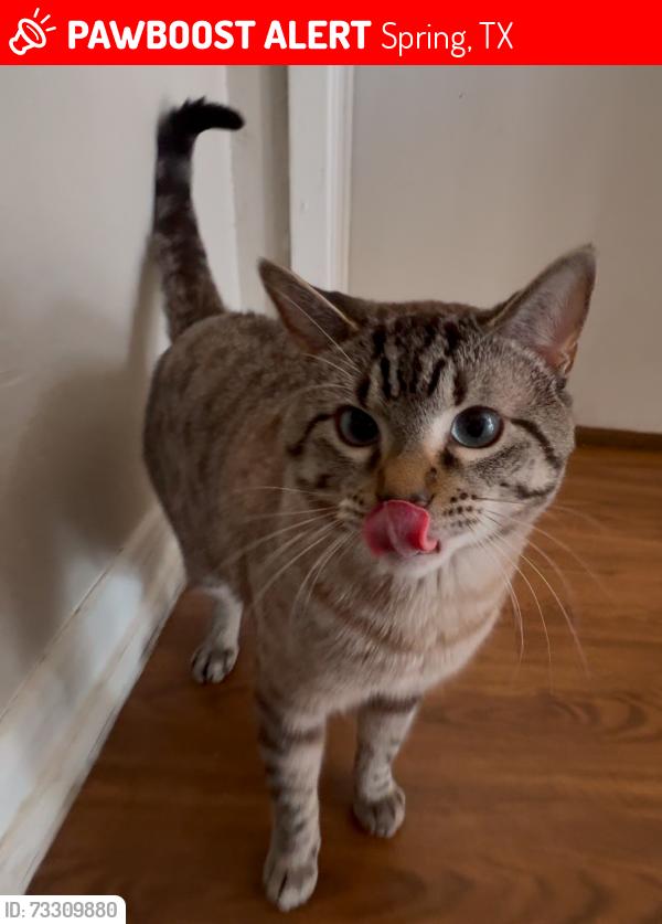 Lost Male Cat last seen Whittaker Way, Spring, TX 77373