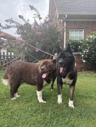 Found/Stray Male Dog last seen Church St/Indian Hills Subdivision, Murfreesboro, TN 37127