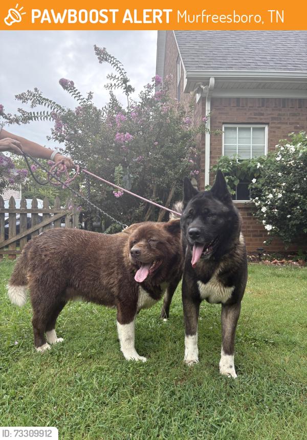 Found/Stray Male Dog last seen Church St/Indian Hills Subdivision, Murfreesboro, TN 37127