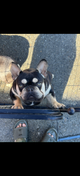 Reunited Male Dog last seen Richmond, Richmond, CA 94805
