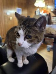Lost Female Cat last seen Reed Hartman and 275, Cincinnati, OH 45241