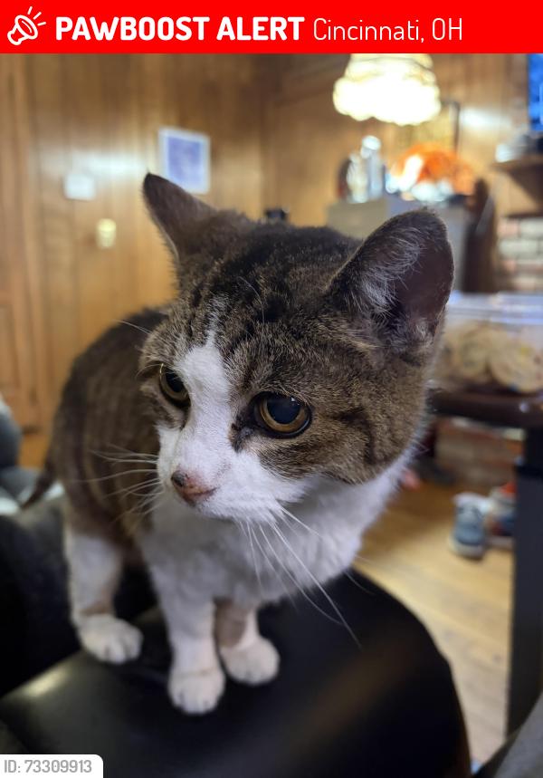 Lost Female Cat last seen Reed Hartman and 275, Cincinnati, OH 45241