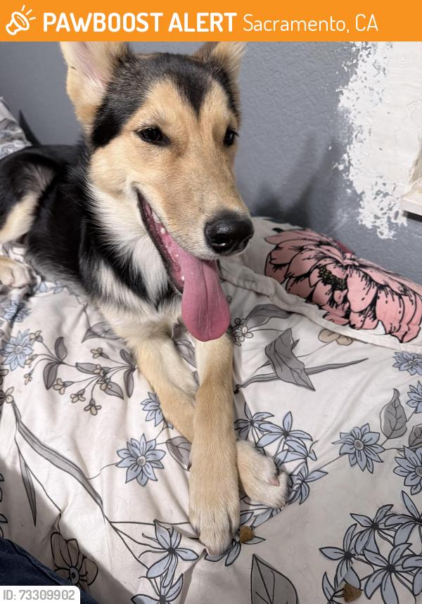 Found/Stray Female Dog last seen 63rd st and 21st ave, Sacramento, CA 95820