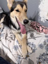 Found/Stray Female Dog last seen 63rd st and 21st ave, Sacramento, CA 95820