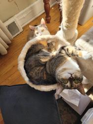 Reunited Female Cat last seen Radnor and Pembroke, Saint Charles, MO 63301