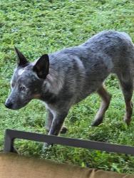 Reunited Male Dog last seen Near Hunt Road, Cleveland, TN 37323