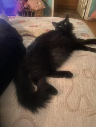 Lost Male Cat last seen Devonshire, Lassen, Los Angeles, CA 91325