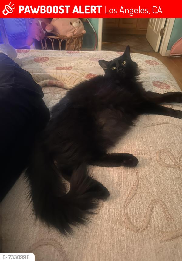 Lost Male Cat last seen Devonshire, Lassen, Los Angeles, CA 91325