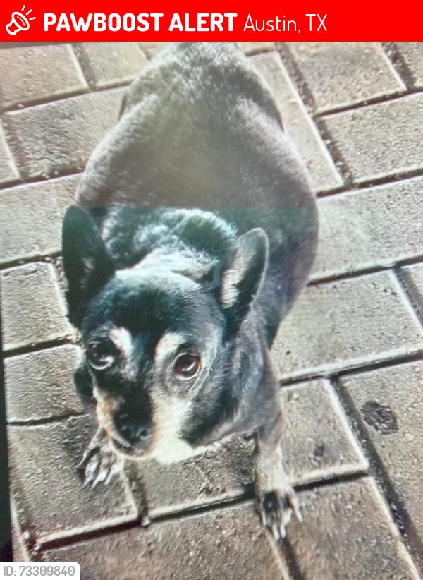 Lost Male Dog last seen Braker and 183, Austin, TX 78758