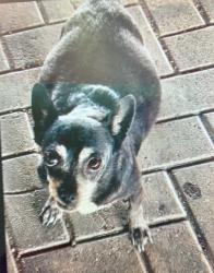 Lost Male Dog last seen Braker and 183, Austin, TX 78758