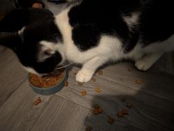 Reunited Male Cat last seen Near Eldermount Road, Greater Manchester, England M9 8BT