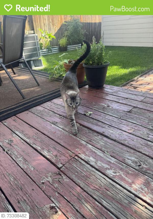 Reunited Unknown Cat last seen 25th and N Clarkson, Denver, CO 80205