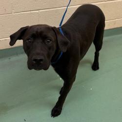 Shelter Stray Female Dog last seen , 2350 Appling City Cove, Memphis, TN 38133, USA