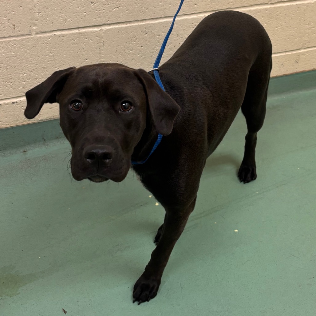 Shelter Stray Female Dog last seen , 2350 Appling City Cove, Memphis, TN 38133, USA