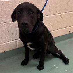 Shelter Stray Female Dog last seen , 2350 Appling City Cove, Memphis, TN 38133, USA