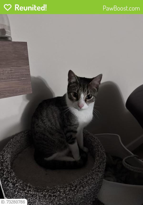 Reunited Male Cat last seen Mather rd, Clackamas, OR 97015