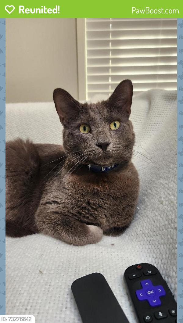 Reunited Male Cat last seen Todos santos, close to bart station, Concord, CA 94519