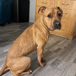 Shelter Stray Male Dog last seen , 157 W Grand Ave, Chicago, IL 60654, USA