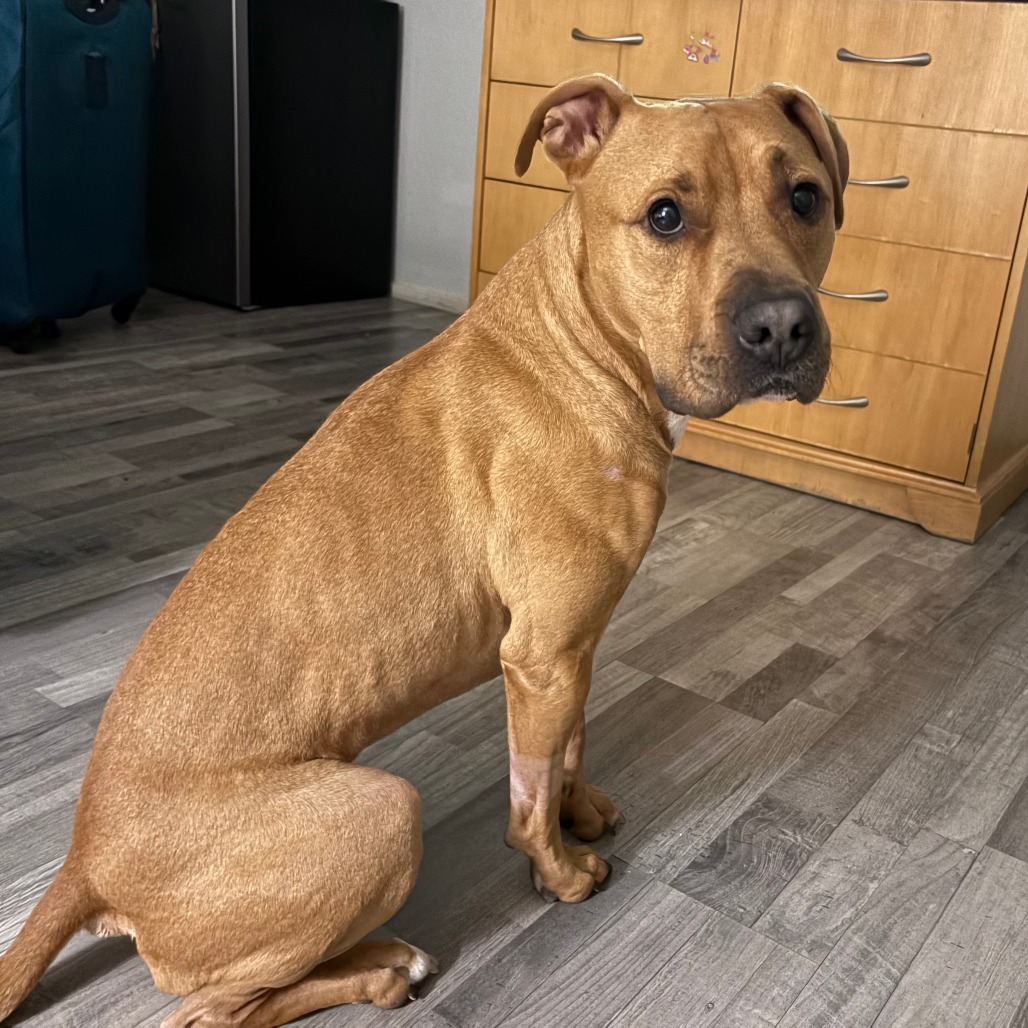 Shelter Stray Male Dog last seen , 157 W Grand Ave, Chicago, IL 60654, USA