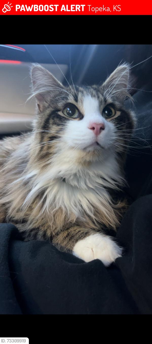 Lost Male Cat last seen Indian Hills Rd, Topeka, KS 66610
