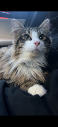 Lost Male Cat last seen Indian Hills Rd, Topeka, KS 66610
