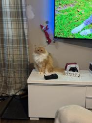 Reunited Female Cat last seen Rumble and mathenson, Vancouver, BC V5S 3Y2