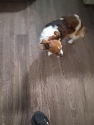 Reunited Male Dog last seen Church on vista view, San Antonio, TX 78213