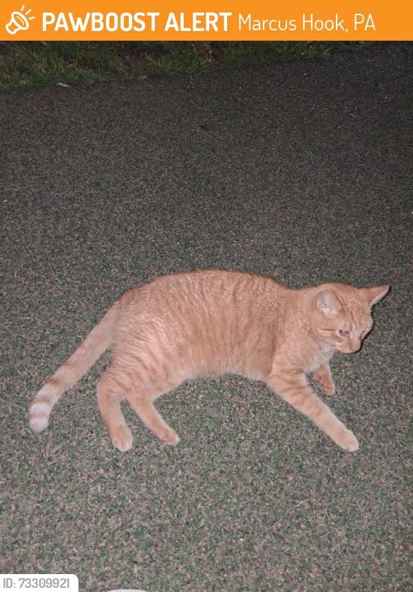 Found/Stray Male Cat last seen Park, Marcus Hook, PA 19061