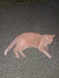 Found/Stray Male Cat last seen Park, Marcus Hook, PA 19061