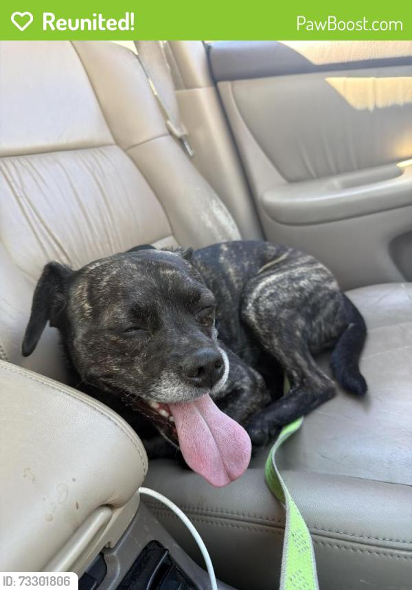 Reunited Male Dog last seen Near S Wilton Pl Los Angeles, CA 90019 United States, Los Angeles, CA 90019