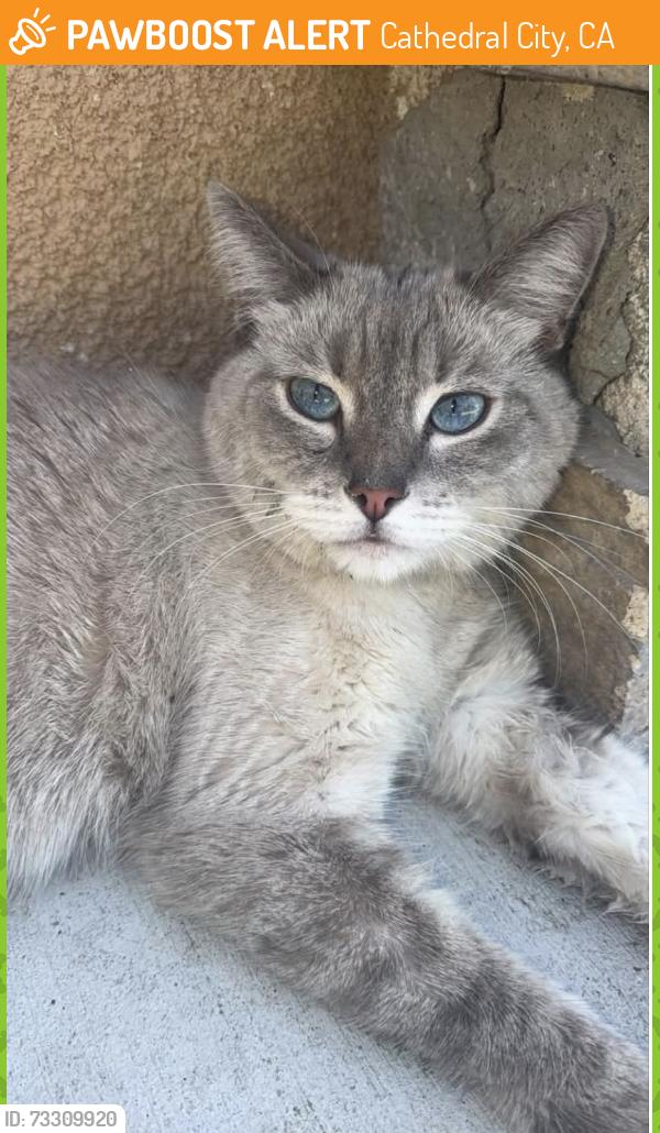 Found/Stray Male Cat last seen Subway on Vista Chino Cathedral City, Cathedral City, CA 92234