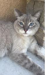 Found/Stray Male Cat last seen Subway on Vista Chino Cathedral City, Cathedral City, CA 92234