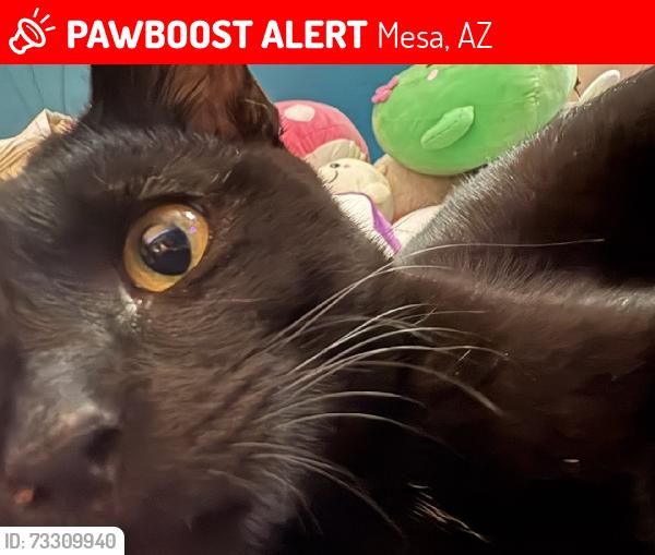 Lost Male Cat last seen Extension and 8th ave, Mesa, AZ 85210