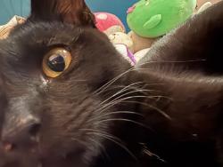 Lost Male Cat last seen Extension and 8th ave, Mesa, AZ 85210