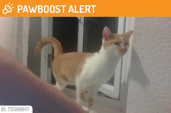 Found/Stray Unknown Cat last seen Near Norwich Avenue, Plymouth, PL5 4JQ, Plymouth, England PL5 4JQ