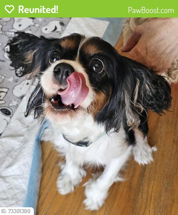 Reunited Female Dog last seen Ohio st and, Vallejo, CA 94590