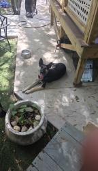 Found/Stray Female Dog last seen glenn oaks, Magnolia, TX 77353