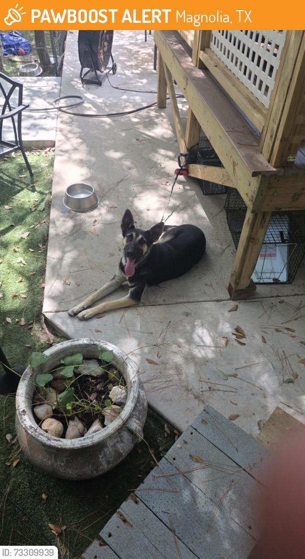 Found/Stray Female Dog last seen glenn oaks, Magnolia, TX 77353
