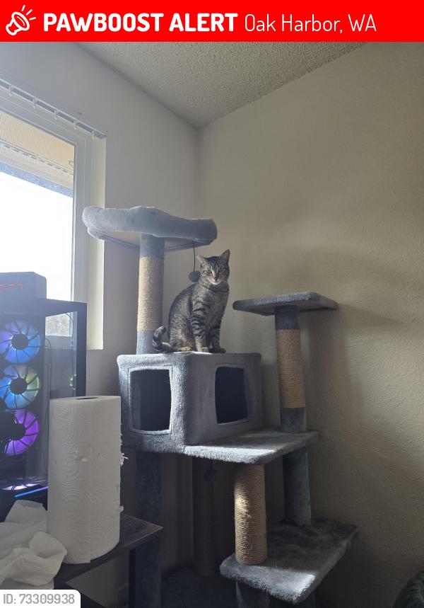 Lost Male Cat last seen Near SE 8th Ave, Oak Harbor, WA 98277