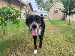 Reunited Male Dog last seen 53rd ave and Piedmont Rd, Phoenix, AZ 85041