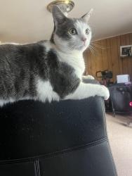 Reunited Male Cat last seen 78th and buist, Philadelphia, PA 19153