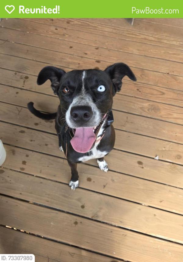 Reunited Female Dog last seen Lake El Jema Dr, Golden Grove, SC 29673