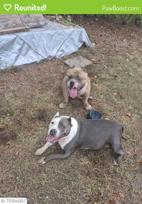 Reunited Male Dog last seen Timberloch estates, Magnolia, TX 77355