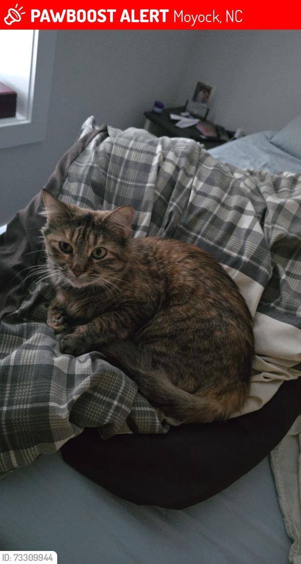 Lost Female Cat last seen Behind the hardees/NAPA, Moyock, NC 27958