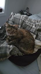 Lost Female Cat last seen Behind the hardees/NAPA, Moyock, NC 27958