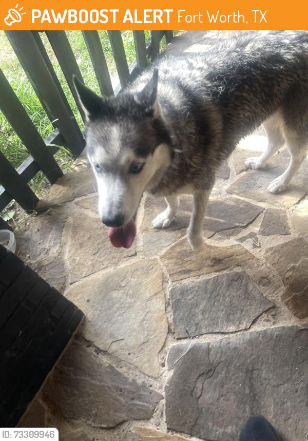 Found/Stray Unknown Dog last seen Hardnose lane and featherwind, Fort Worth, TX 76135