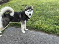 Lost Female Dog last seen Vineyard and broadway anderson indiana, Anderson, IN 46016
