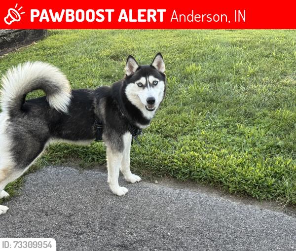 Lost Female Dog last seen Vineyard and broadway anderson indiana, Anderson, IN 46016